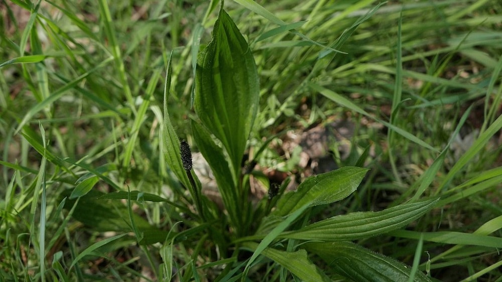 Cueillette Et Randonnée 5 Plantes Sauvages Comestibles - 